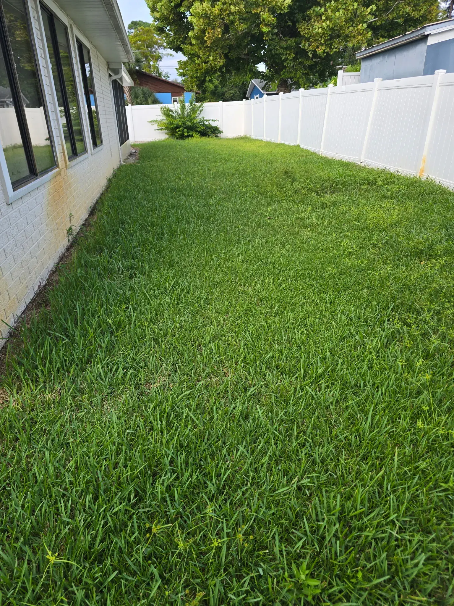 An overgrown residential side yard before mowing and cleanup.